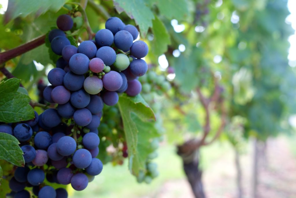 purple grapes fruit